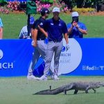 Play at the 17th tee of the Zurich Classic in New Orleans halted as ALLIGATOR takes a walk across the fairay